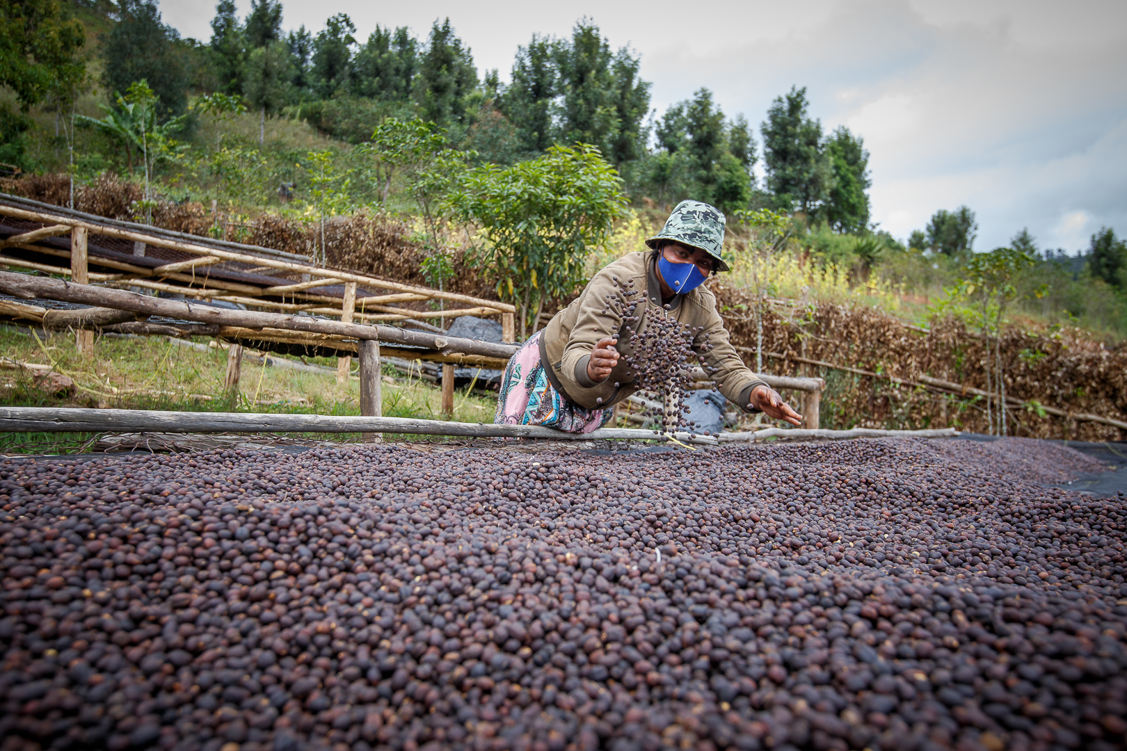 Sorted green coffee beans held in hands