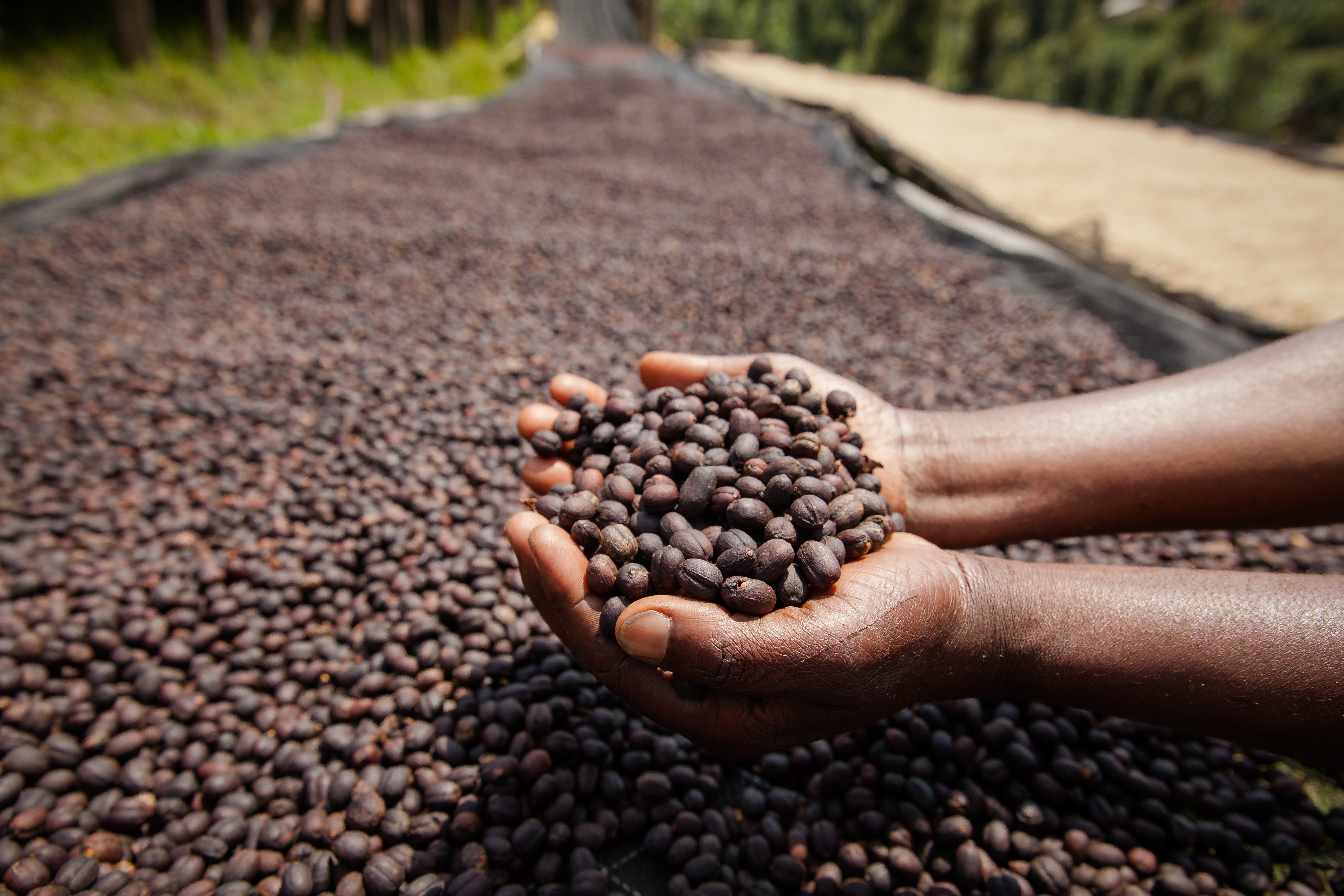 Sorted green coffee beans held in hands