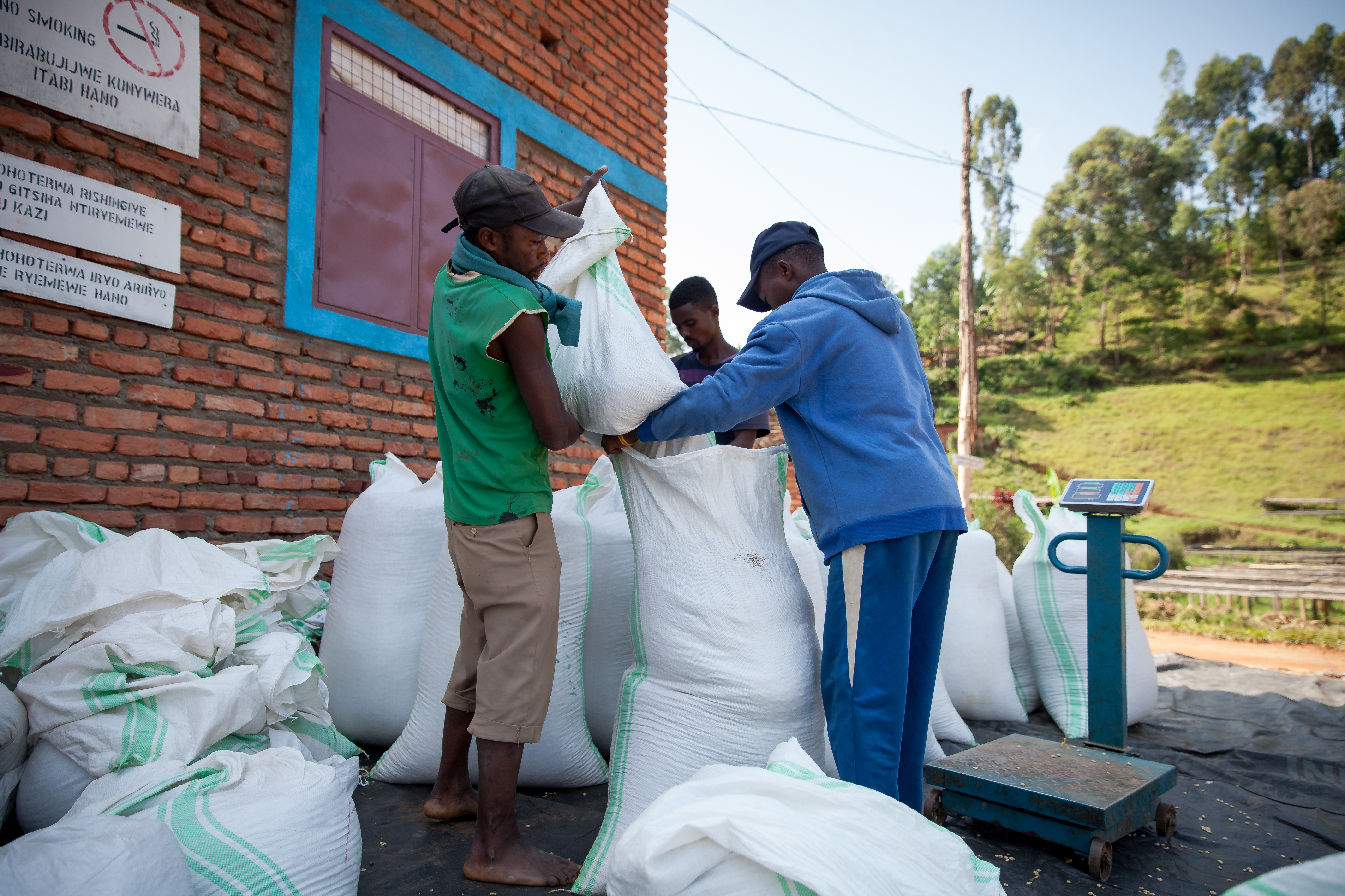 Coffee farming scene in Rwanda