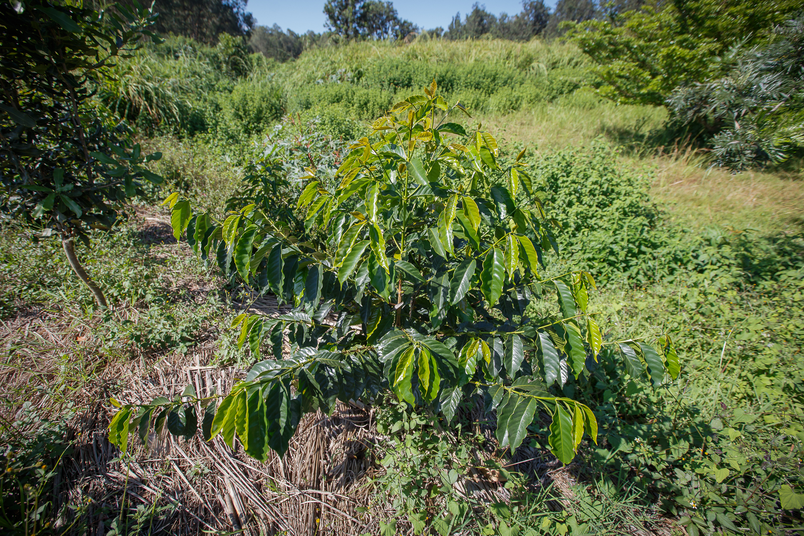 Bourbon Arabica